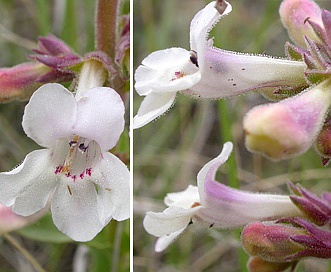 Penstemon albidus