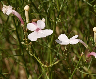 Penstemon ambiguus