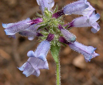 Penstemon anguineus