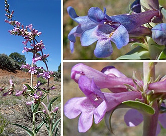 Penstemon angustifolius