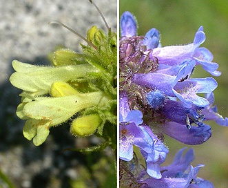 Penstemon attenuatus