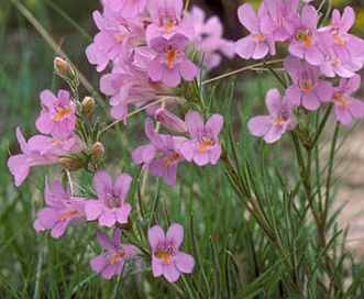 Penstemon auriberbis