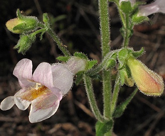 Penstemon australis