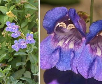 Penstemon azureus