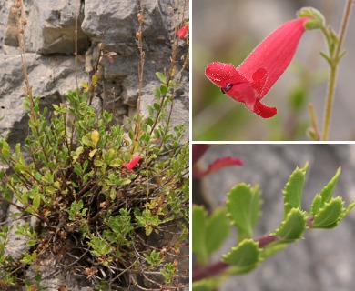 Penstemon baccharifolius