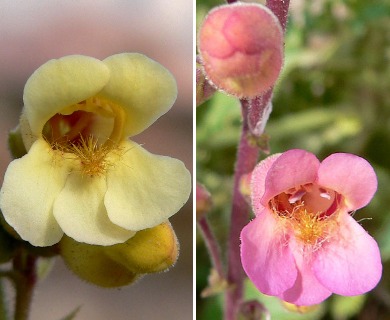 Penstemon bicolor