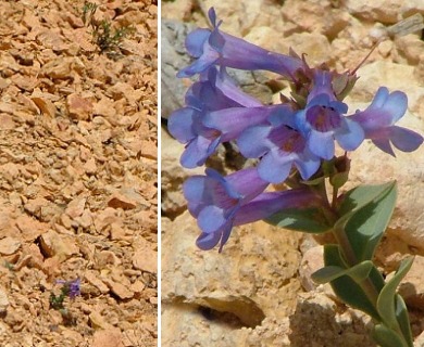 Penstemon bracteatus