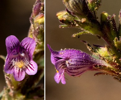 Penstemon breviculus