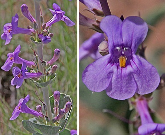 Penstemon buckleyi