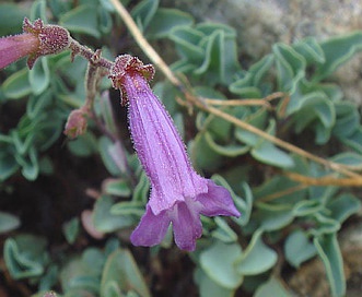 Penstemon caesius