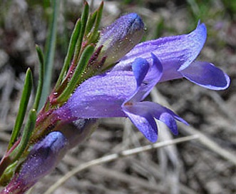 Penstemon caespitosus