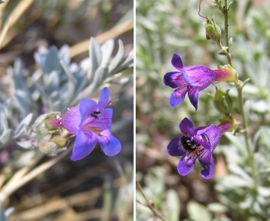 Penstemon californicus