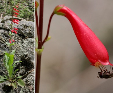 Penstemon cardinalis