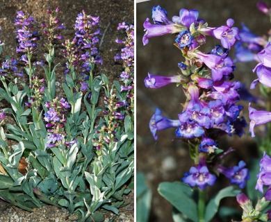 Penstemon carnosus