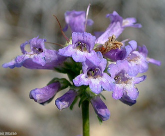 Penstemon cinicola