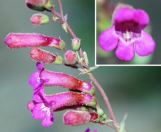 Penstemon clevelandii