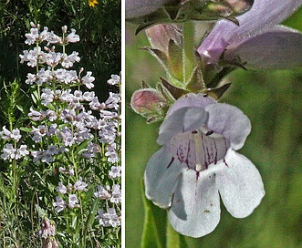 Penstemon cobaea