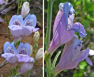 Penstemon comarrhenus