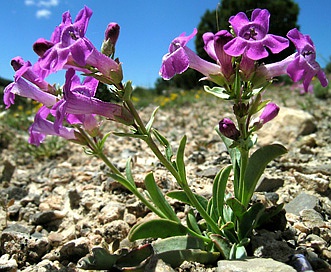 Penstemon confusus