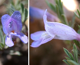 Penstemon crandallii