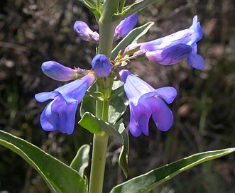 Penstemon cyananthus