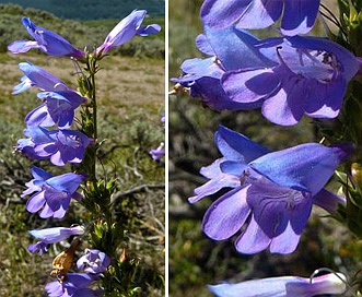 Penstemon cyaneus