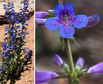 Penstemon cyanocaulis