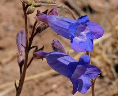 Penstemon dasyphyllus