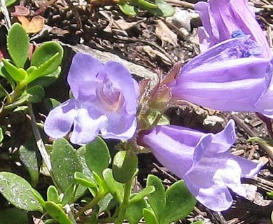 Penstemon davidsonii