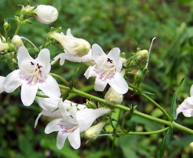 Penstemon digitalis