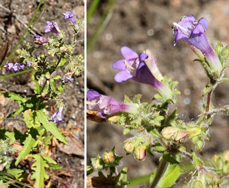 Penstemon diphyllus