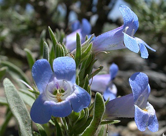 Penstemon dolius