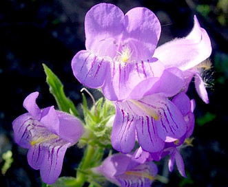 Penstemon eriantherus