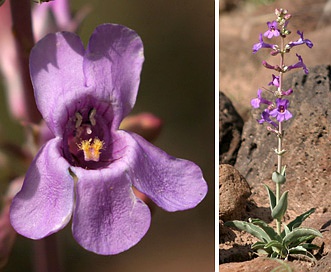 Penstemon fendleri