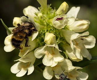 Penstemon flavescens