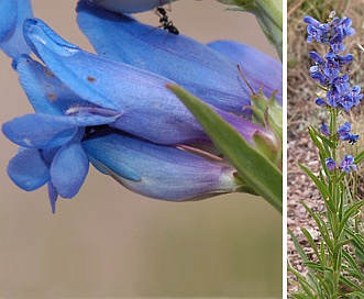 Penstemon glaber