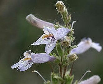 Penstemon gracilis