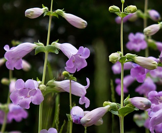 Penstemon grandiflorus