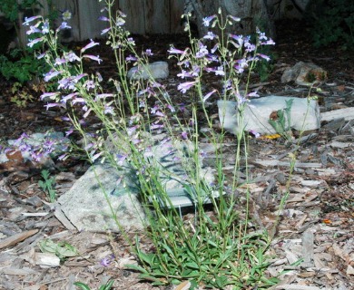 Penstemon griffinii