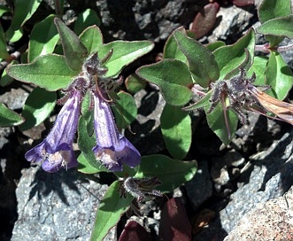 Penstemon harbourii