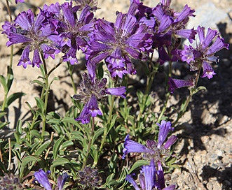 Penstemon heterodoxus