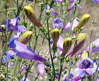 Penstemon heterophyllus