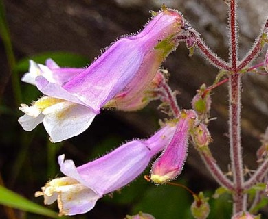 Penstemon hirsutus