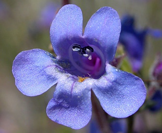 Penstemon humilis