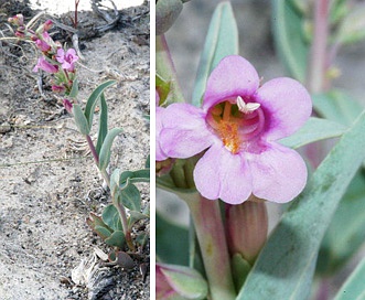 Penstemon immanifestus