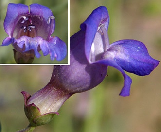 Penstemon incertus