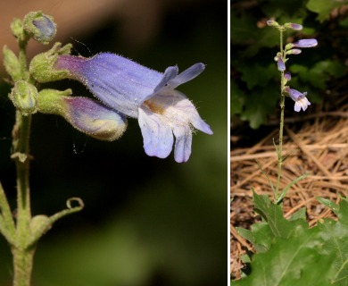 Penstemon inflatus