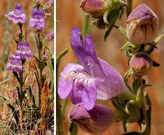 Penstemon jamesii