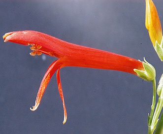 Penstemon labrosus