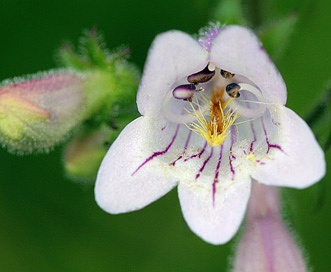 Penstemon laevigatus